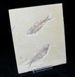 Multiple Knightia Fossil Fish Plate - x #20471-3